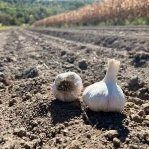 German White Garlic (Large)