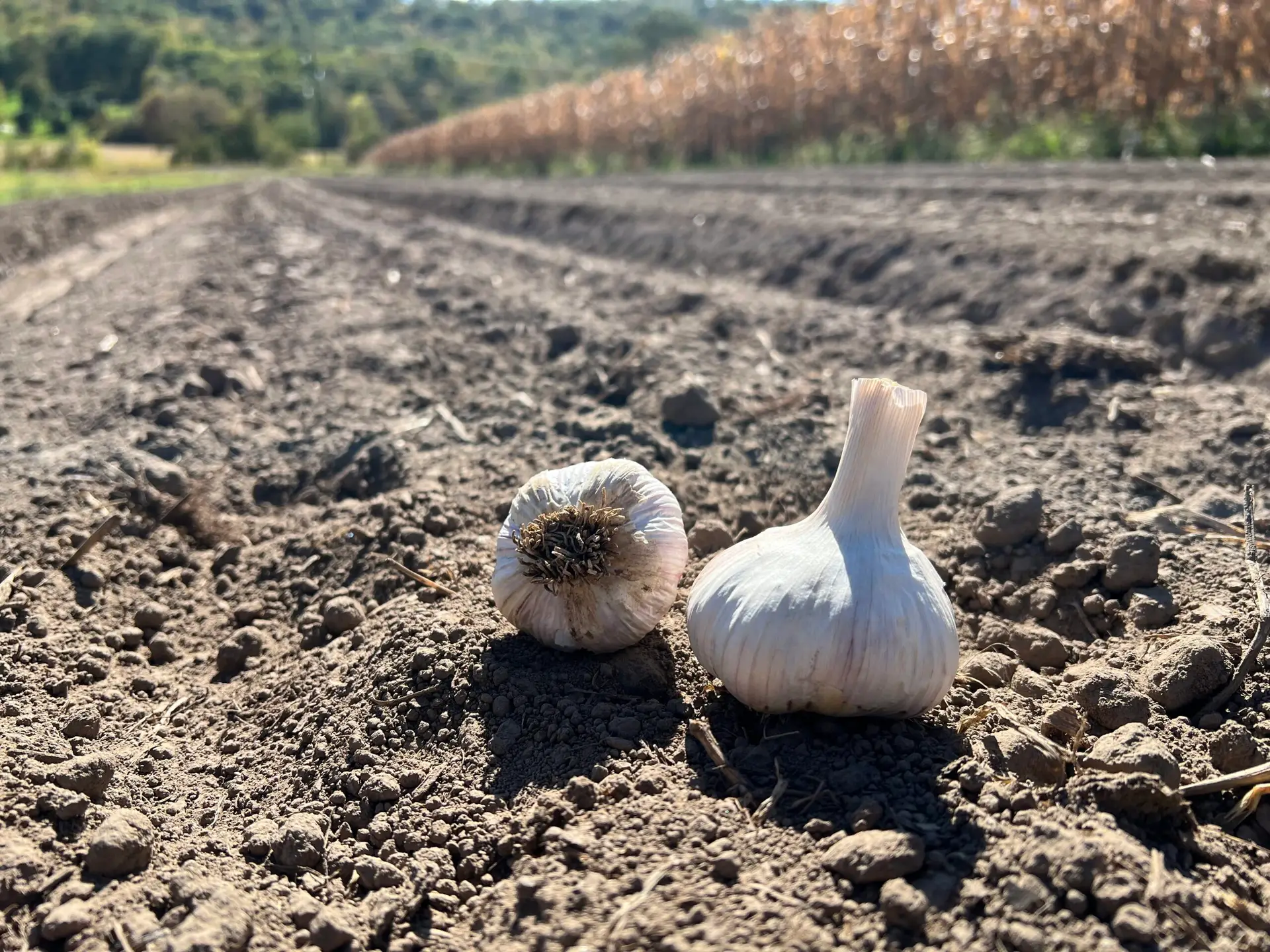 German White Garlic (Large)