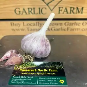 Chesnok Red Garlic (Large)
