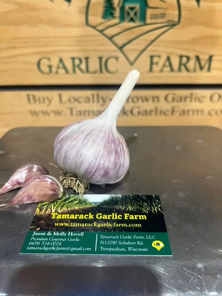 Chesnok Red Garlic (Large)