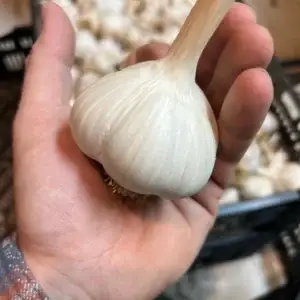 Music Garlic (Large)