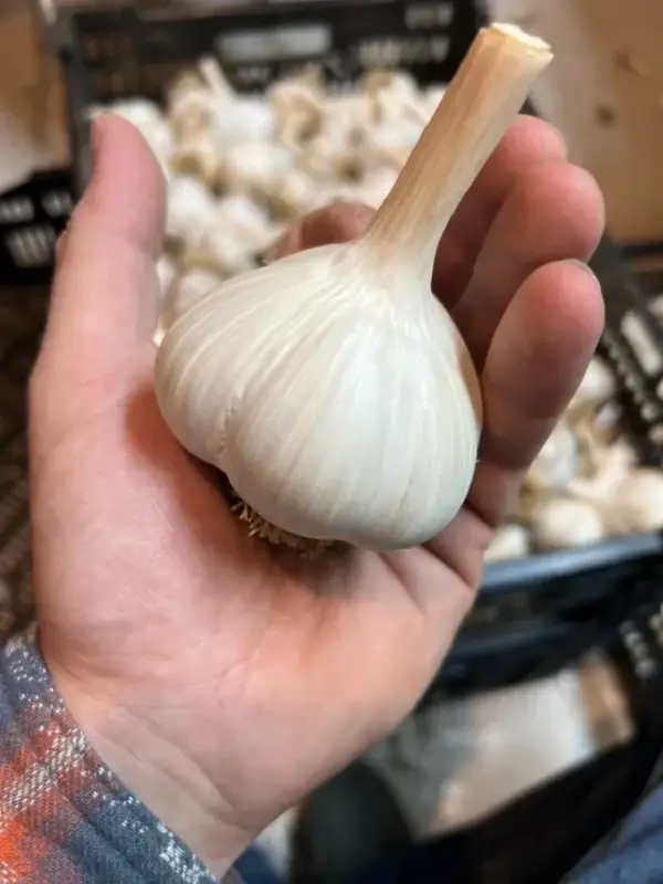 Music Garlic (Large)