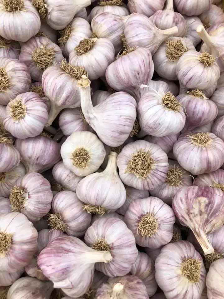 Chesnok Red Garlic (Large) - Image 2